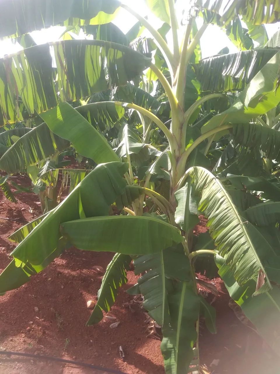 Mundas de banana maçã  - Foto 3