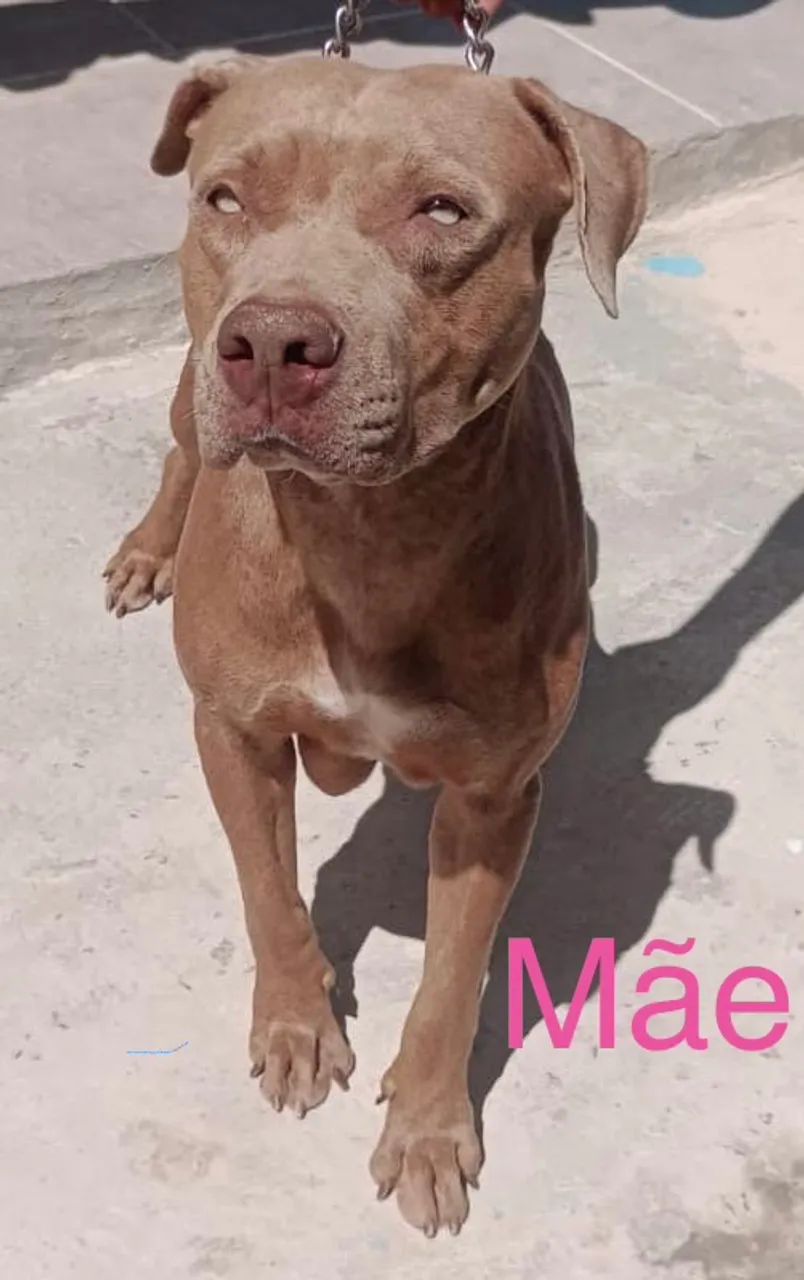 Filhotes de pit monster Cachorros Fernando Collor, Nossa