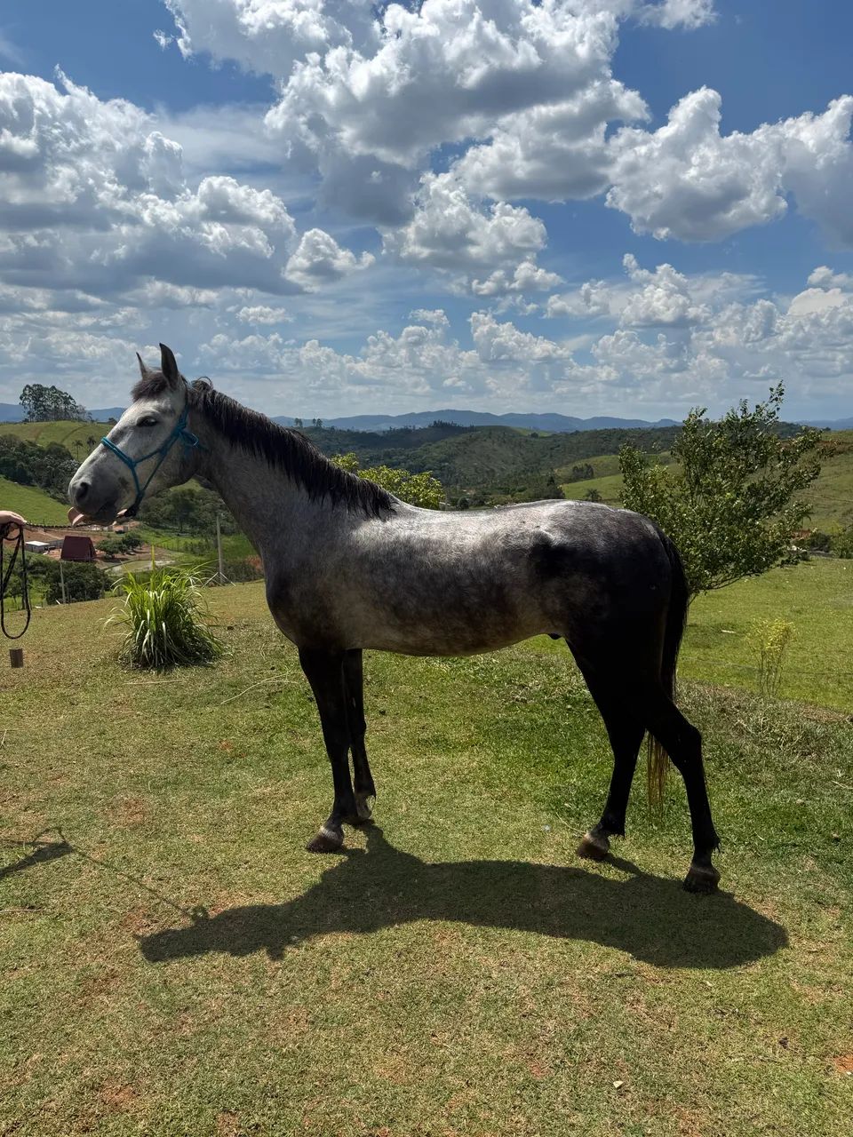 Cavalo mangalarga tordilho  - Foto 2