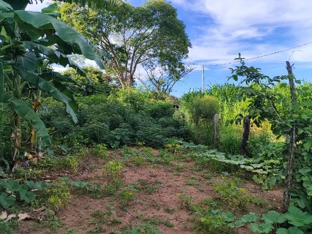 Chácara com pomar em produção - Foto 15