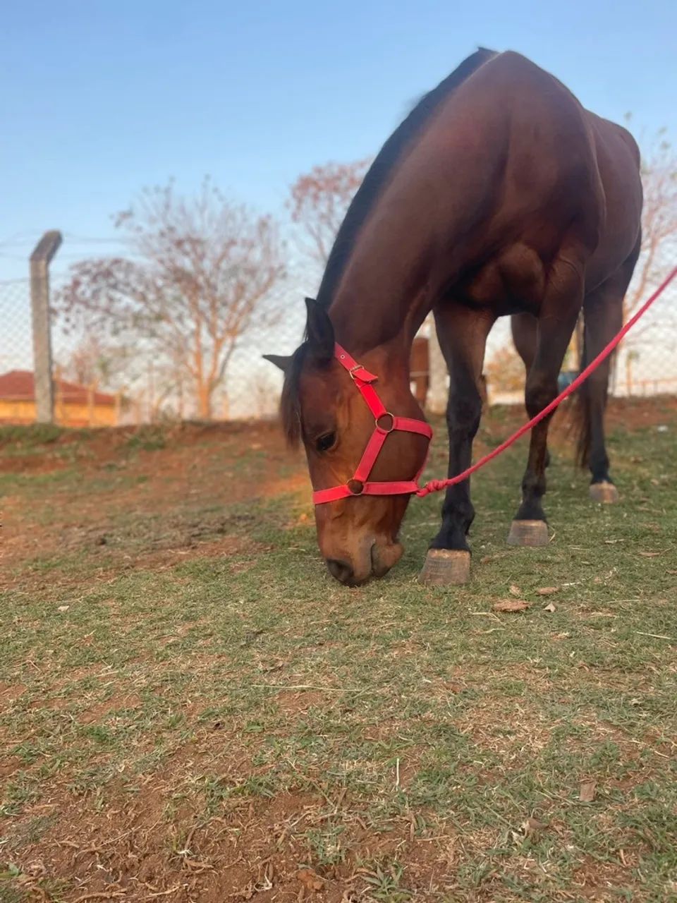 CAVALO TREINADO TRÊS TAMBORES - Harry Red - Foto 2
