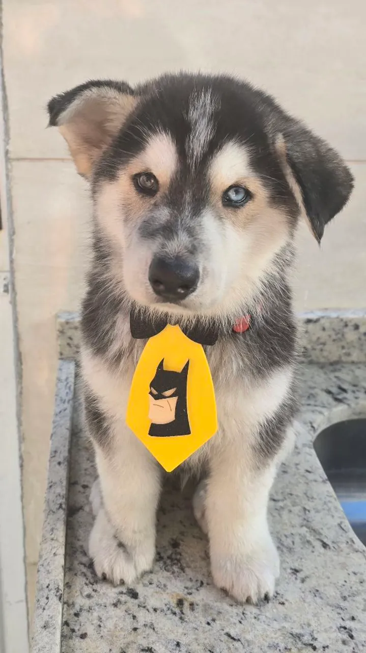 Filhote Husky Siberiano macho