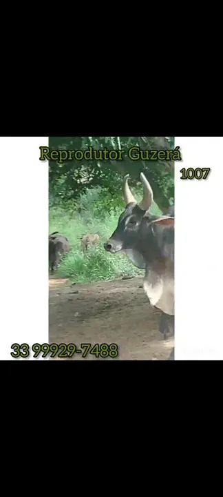 Reprodutor Guzerá Registrado  - Foto 3