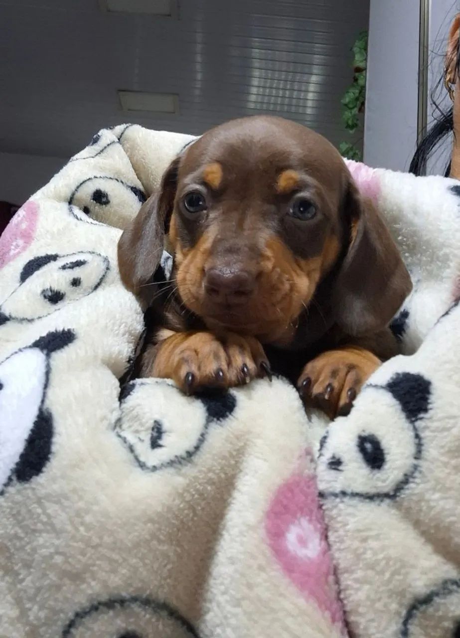 Filhote de linguicinha disponível! - Foto 2