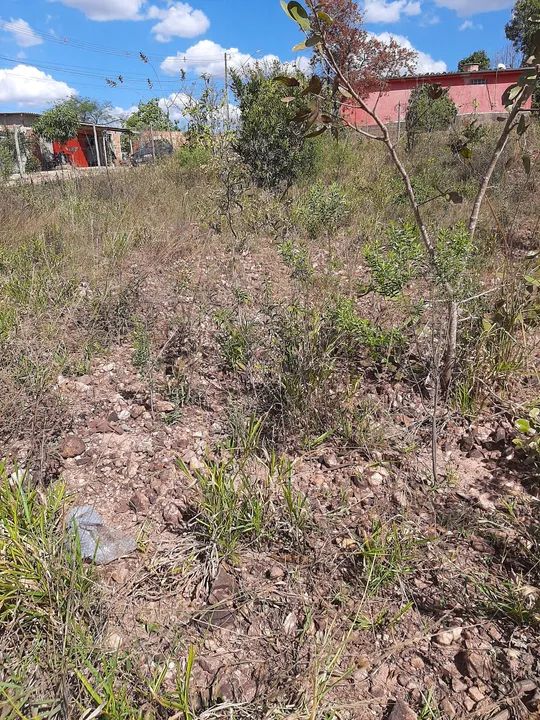 Foto - Mateus Leme - 