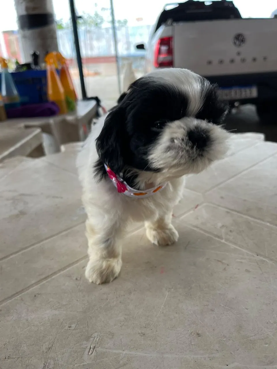 Filhote Shih Tzu 