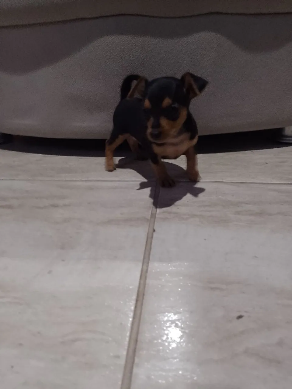PINSCHER ZERO PURO SEM MISTURA!