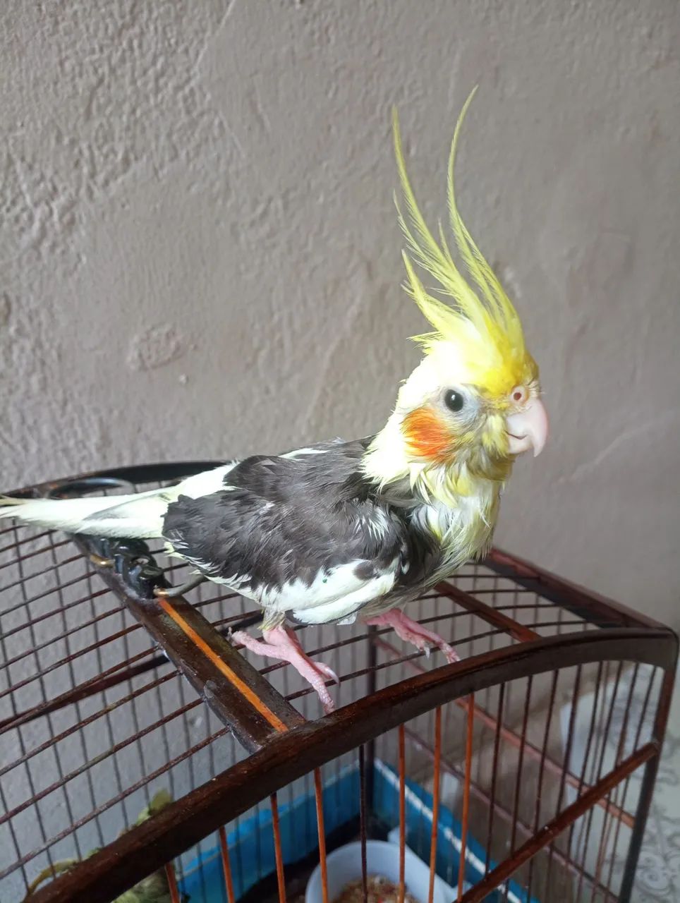 Vende-se uma gaiola - Foto 2