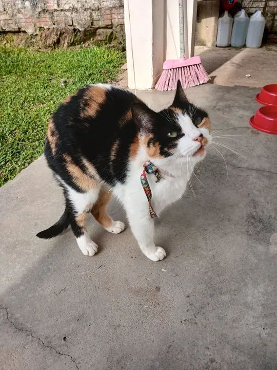 Gata castrada - Foto 5