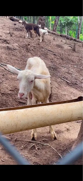 Animais para criar ou para corte - Foto 2