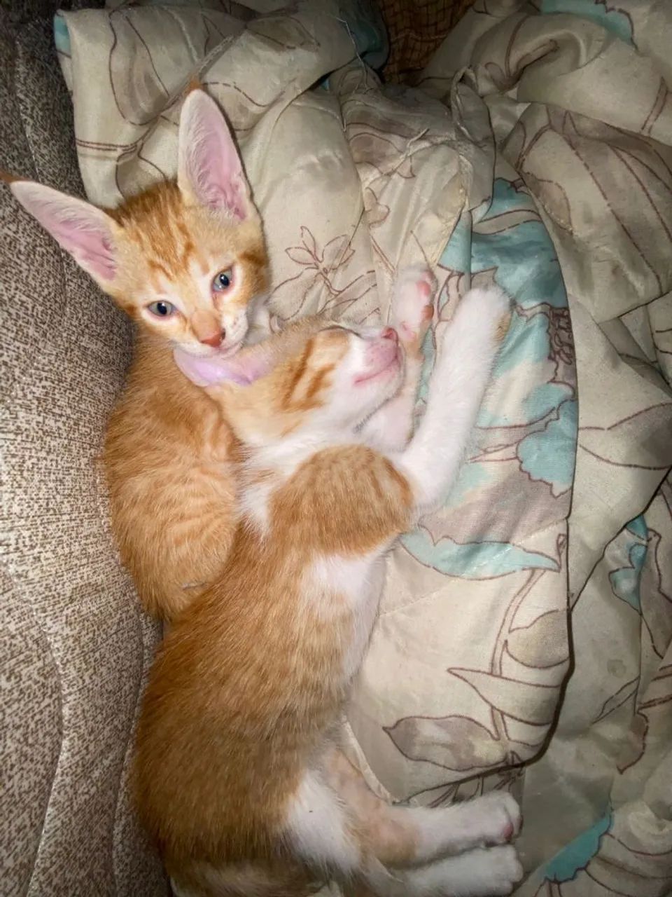 Gato para adoção  - Foto 3