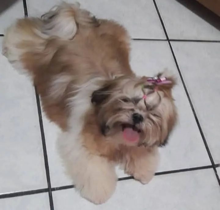 Doação de Filhotes de Shih Tzu - Foto 2