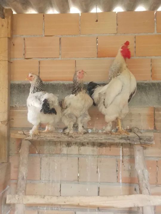 Galinhas Brahma light