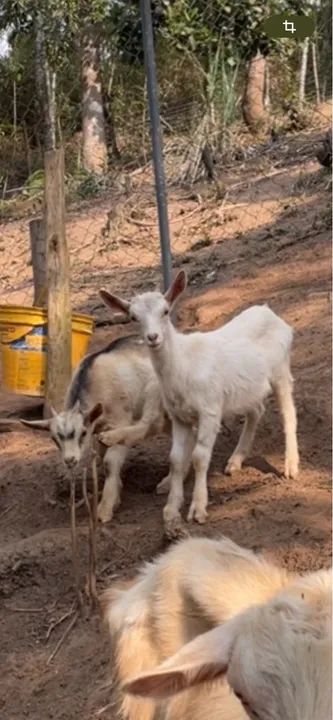 Animais para criar ou para corte - Foto 3