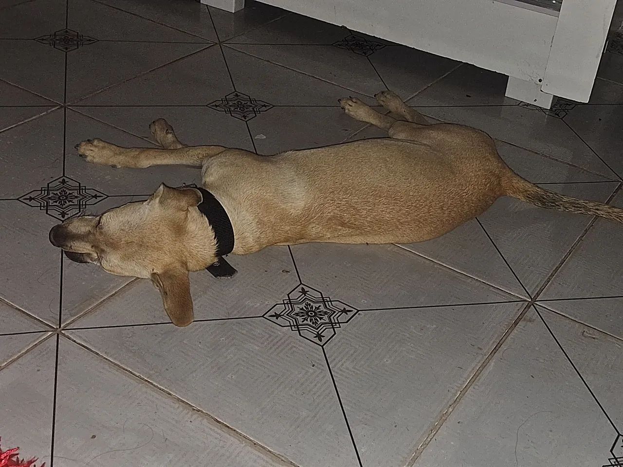 Filhote de cachorro Caramelo  - Foto 3