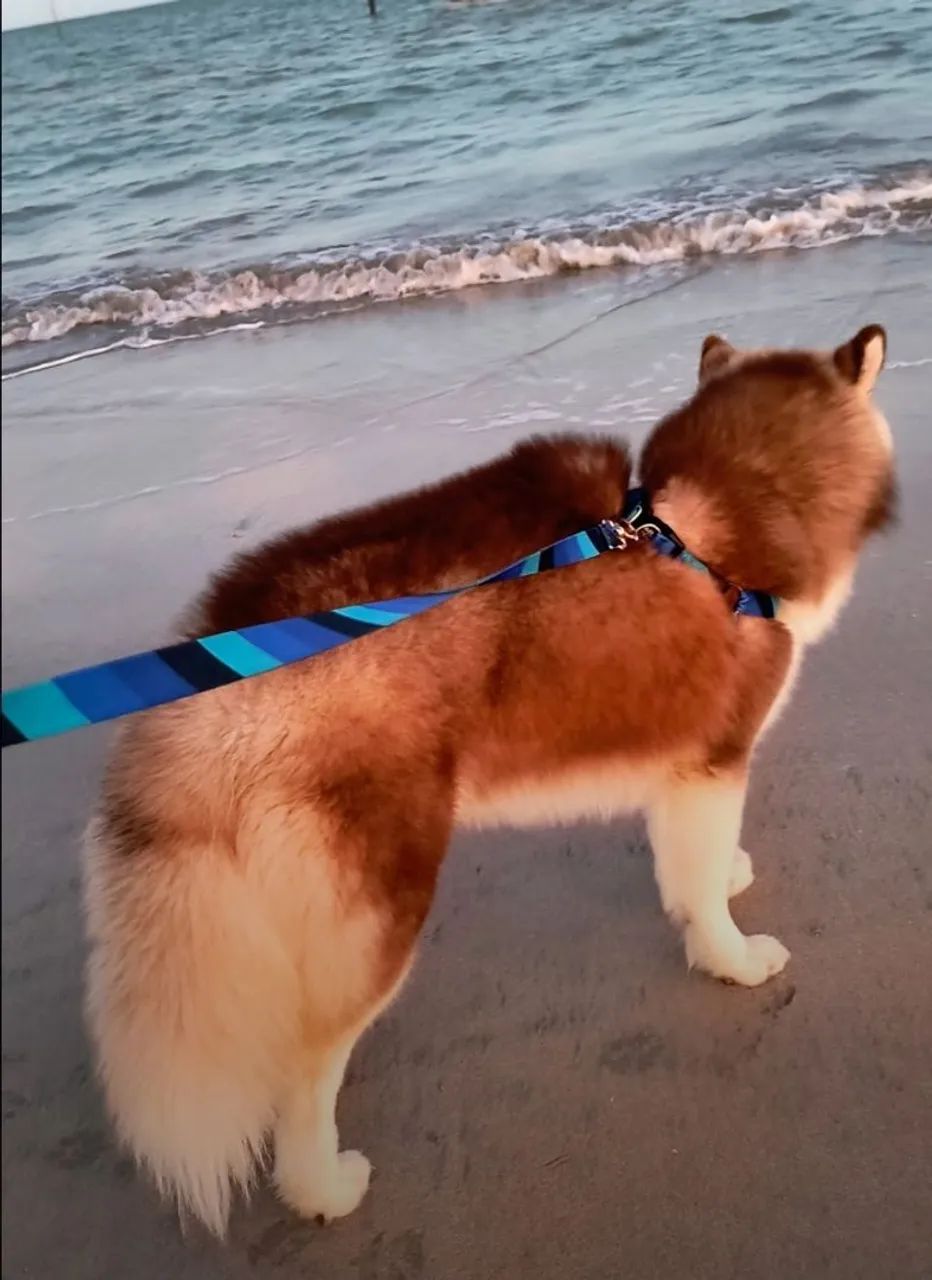 Husky Siberiano macho  - Foto 3