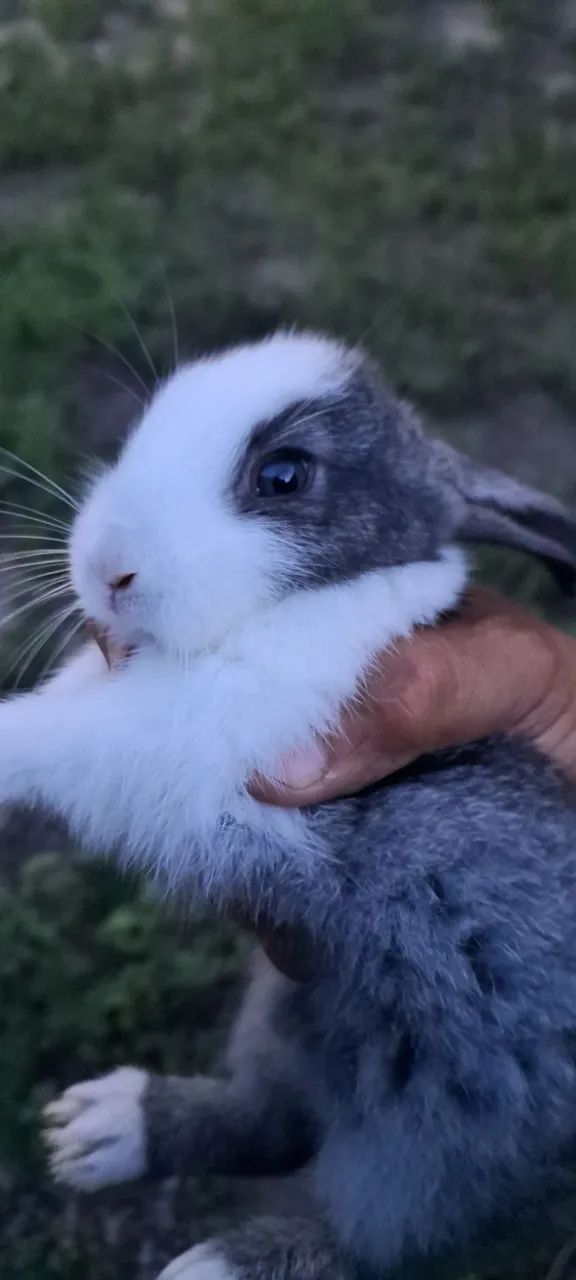 Lindos filhotes de coelhos  - Foto 3