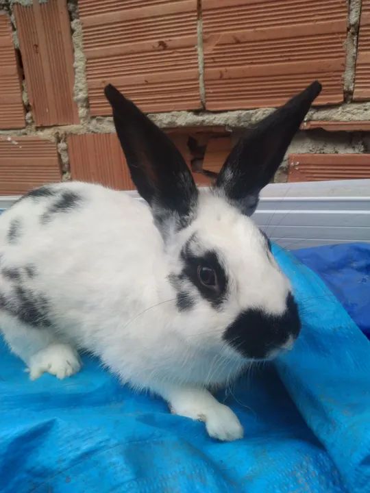 Coelho macho  - Foto 2