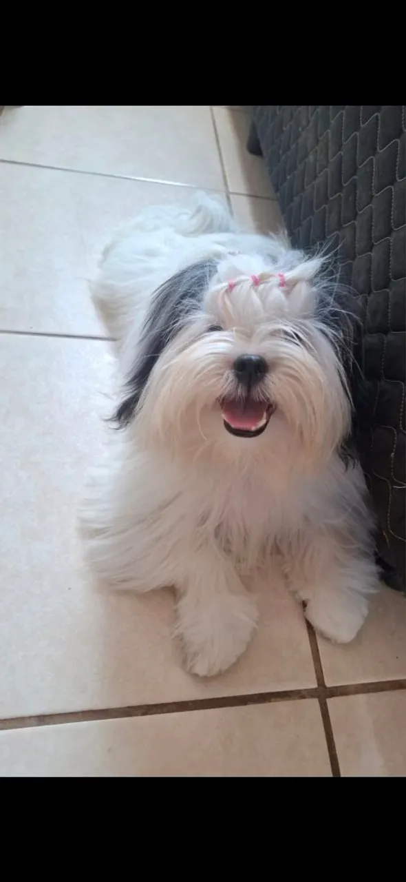 Disponível pra venda lindos filhotes de Shitzu com excelente linhagem de pai e mãe
