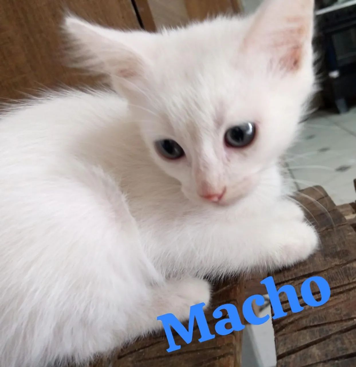 Filhote de gato - Foto 2