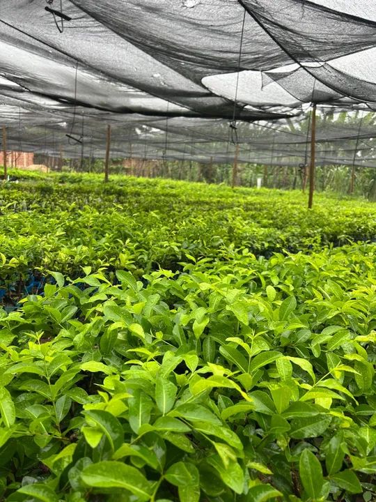 Mudas de acerola junco para produção rural - Foto 3