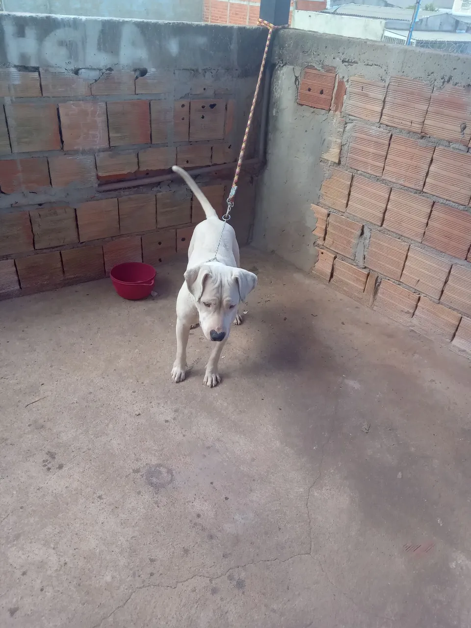 Cachorro Pitbull