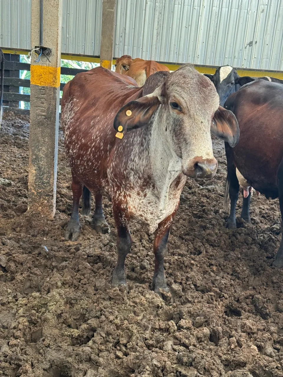 Vende-se vaca com cria e outras sem