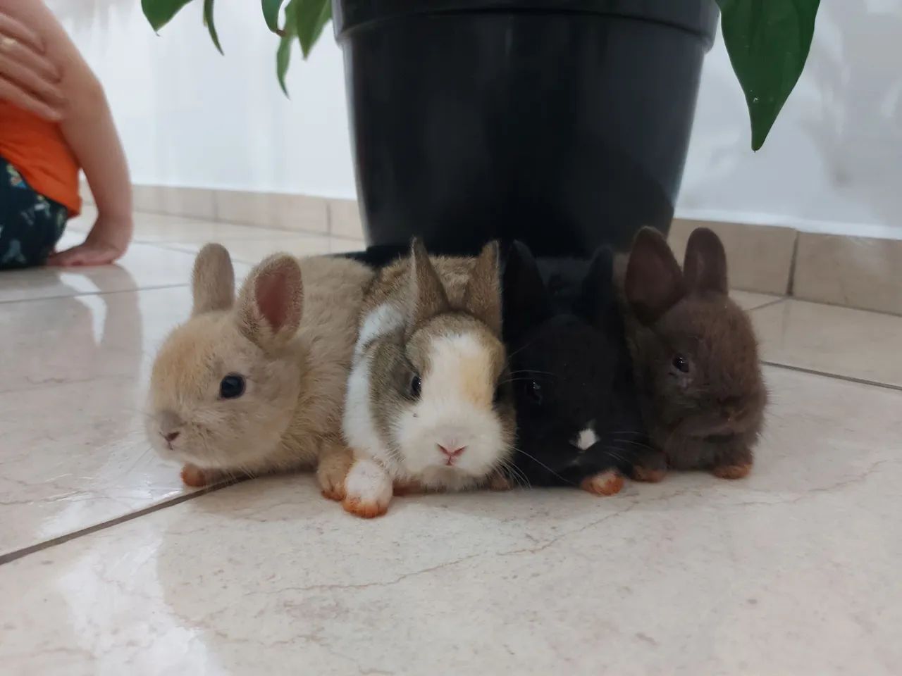 Mini coelho  - Foto 2