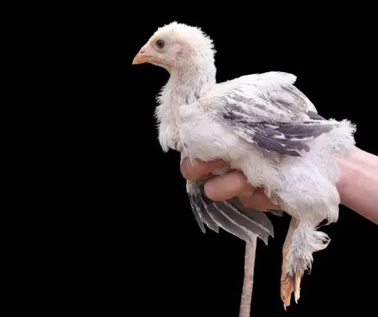 Pintinhos (diversas raças)  - Foto 6