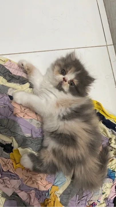 Gatinho persa disponível - Foto 3