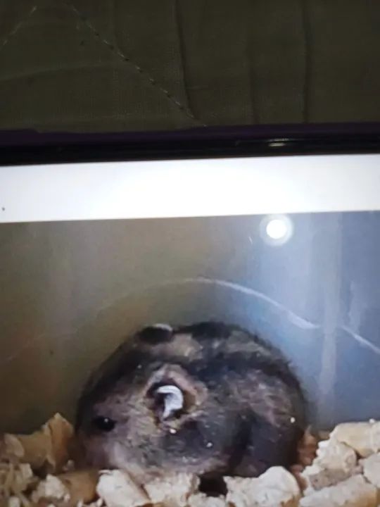 Hamster anão Russo - Foto 2