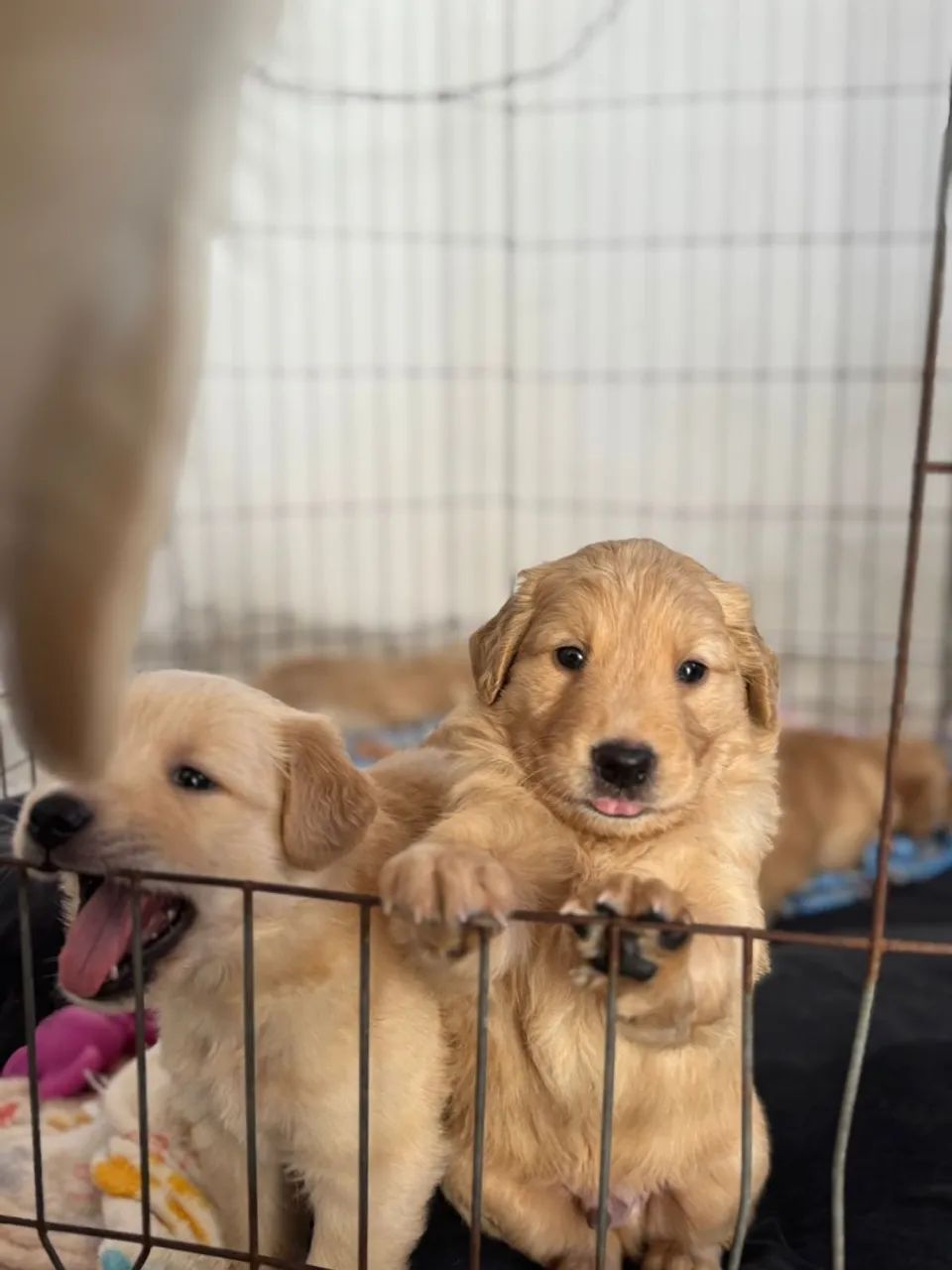 Filhote Golden Retriever - Fofo e Brincalhão - Foto 5
