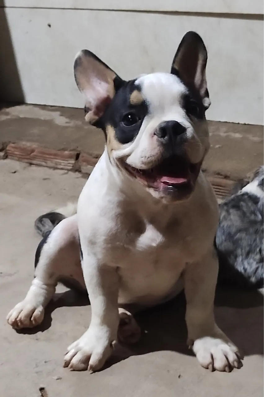 Filhote de American Bully 