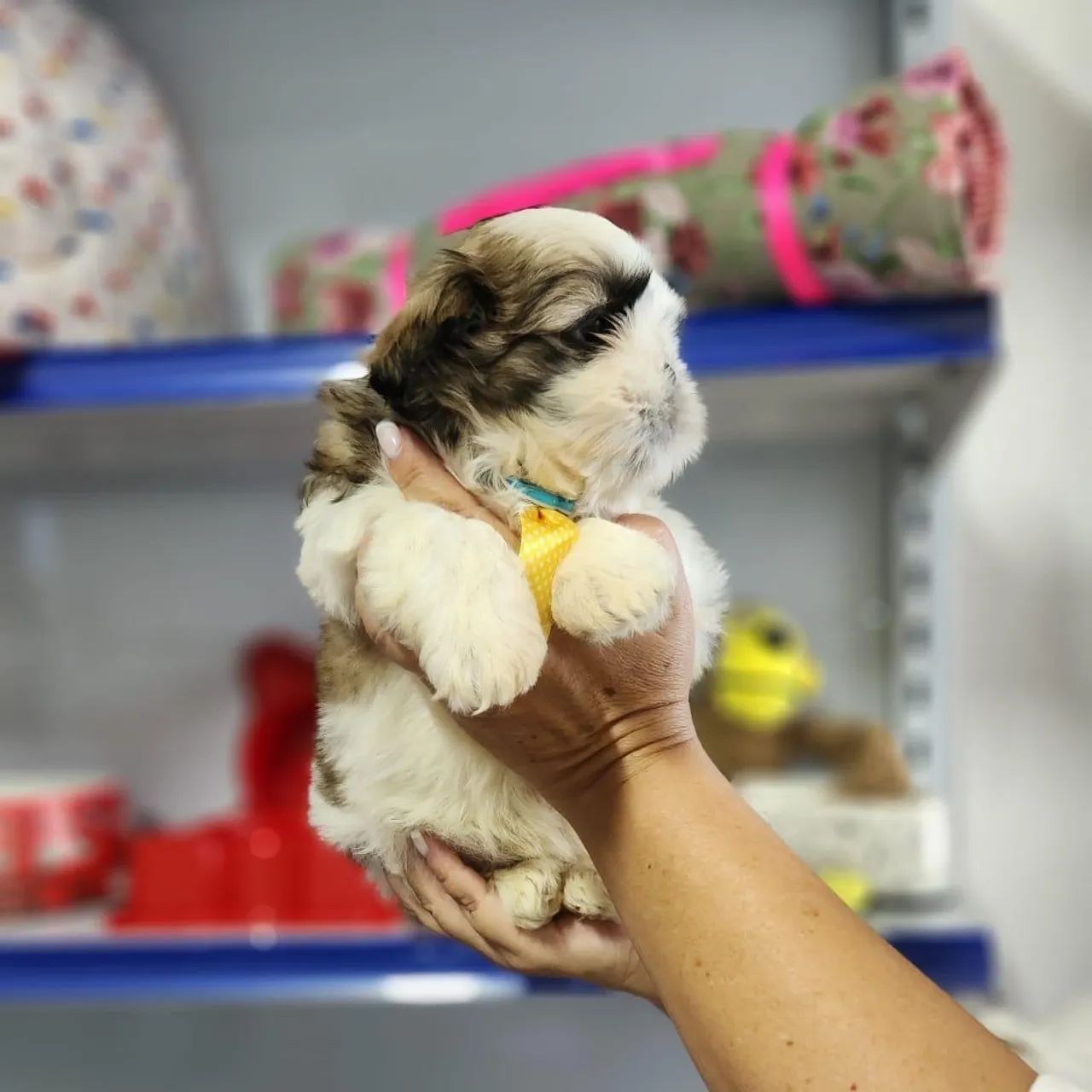 Shih-Tzus