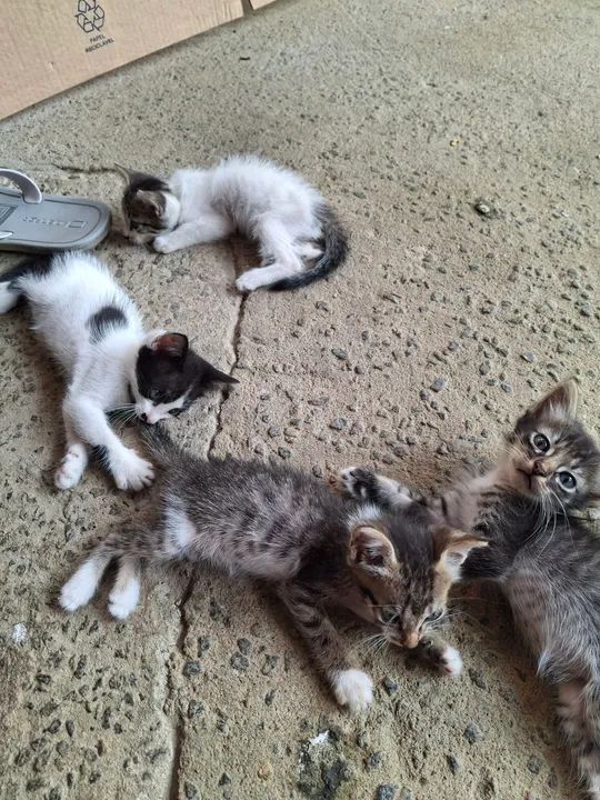 Gatinhos para doação - Foto 4