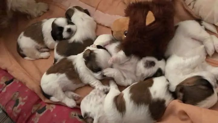 Doação de Filhotes de Shih Tzu