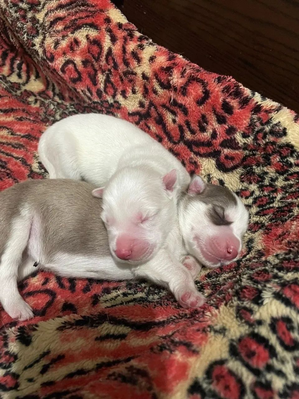 Filhotes de Husky Siberiano com Olhos Azuis - Foto 6