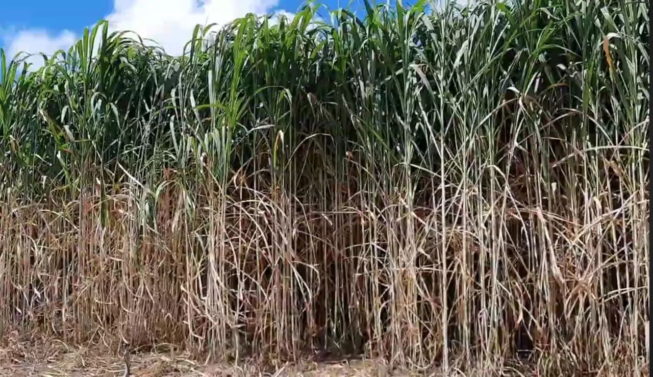 REI DO VOLUMOSO VENDO MUDAS BRS CAPIAÇU E KURUMI  - Foto 3