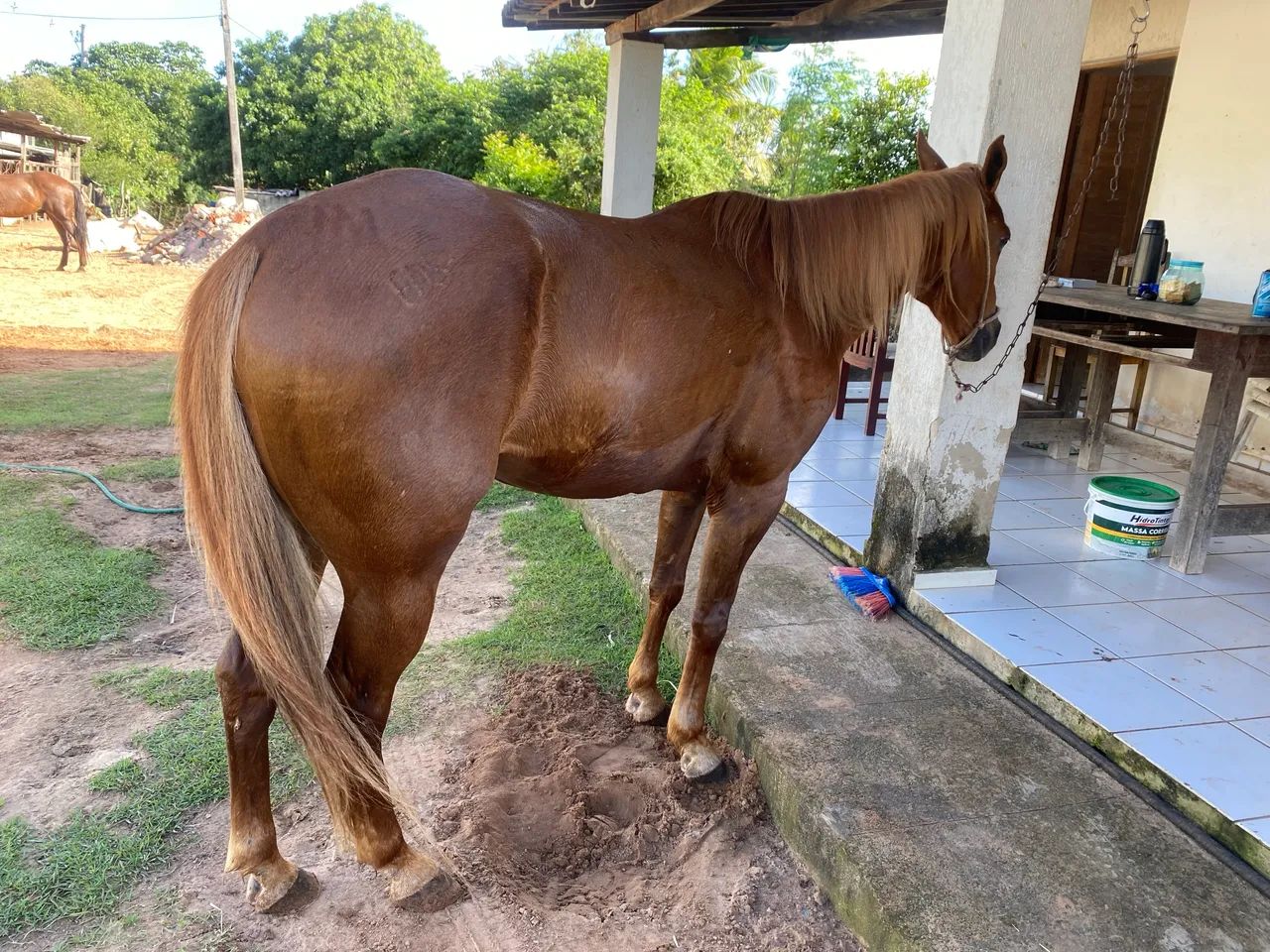cavalo de esteira  - Foto 2