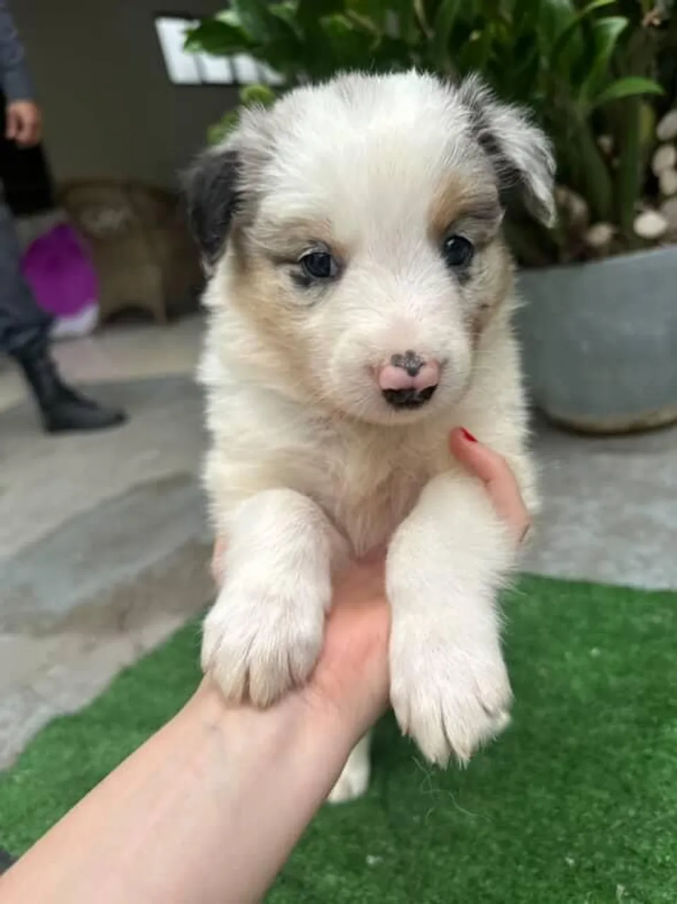 Border Collie com Pedigree