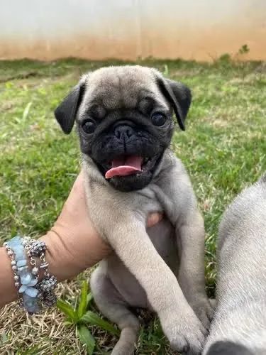 Pug podemos entregar amanhã 