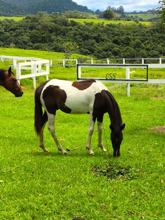 Potro Pampa preto 1 ano - Foto 5