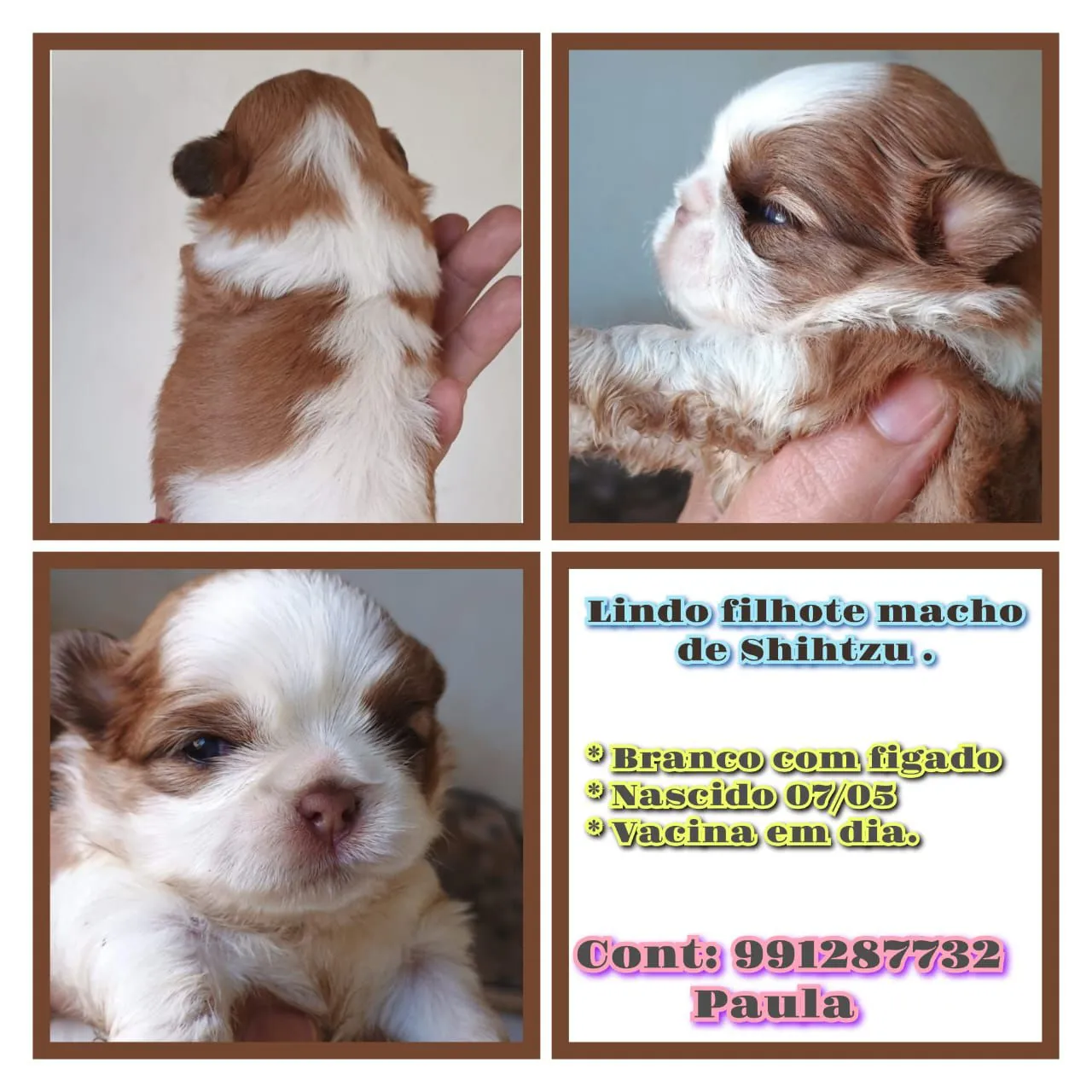 Filhote Macho Shih Tzu Branco com Fígado