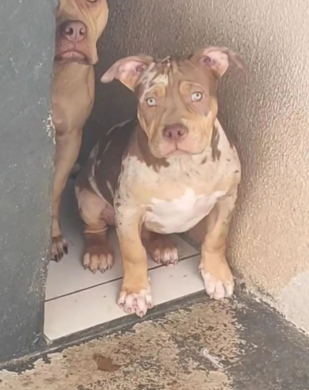 Pitbull PitMonster 