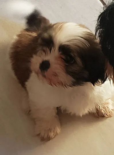 Shih Tzu Fofo vende - Foto 3