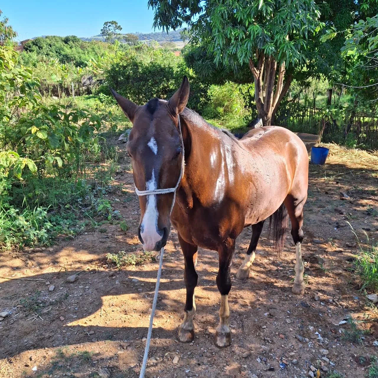Vende-se cavalo de sela é charrete, para mais informações chamar no WhatsApp 19- * - Foto 3
