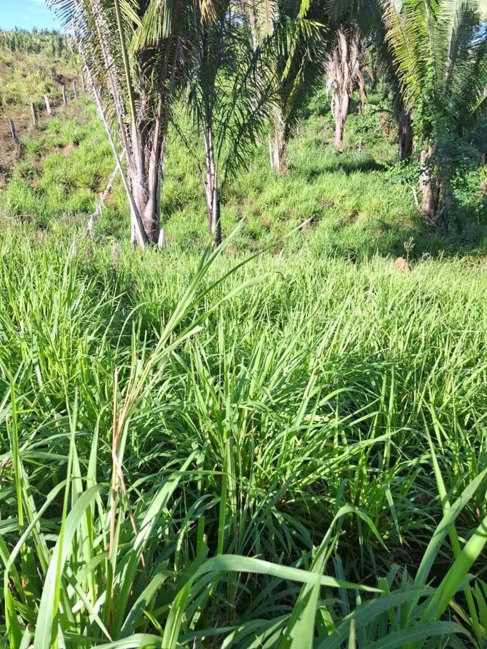 Vende-se essa terra  - Foto 4