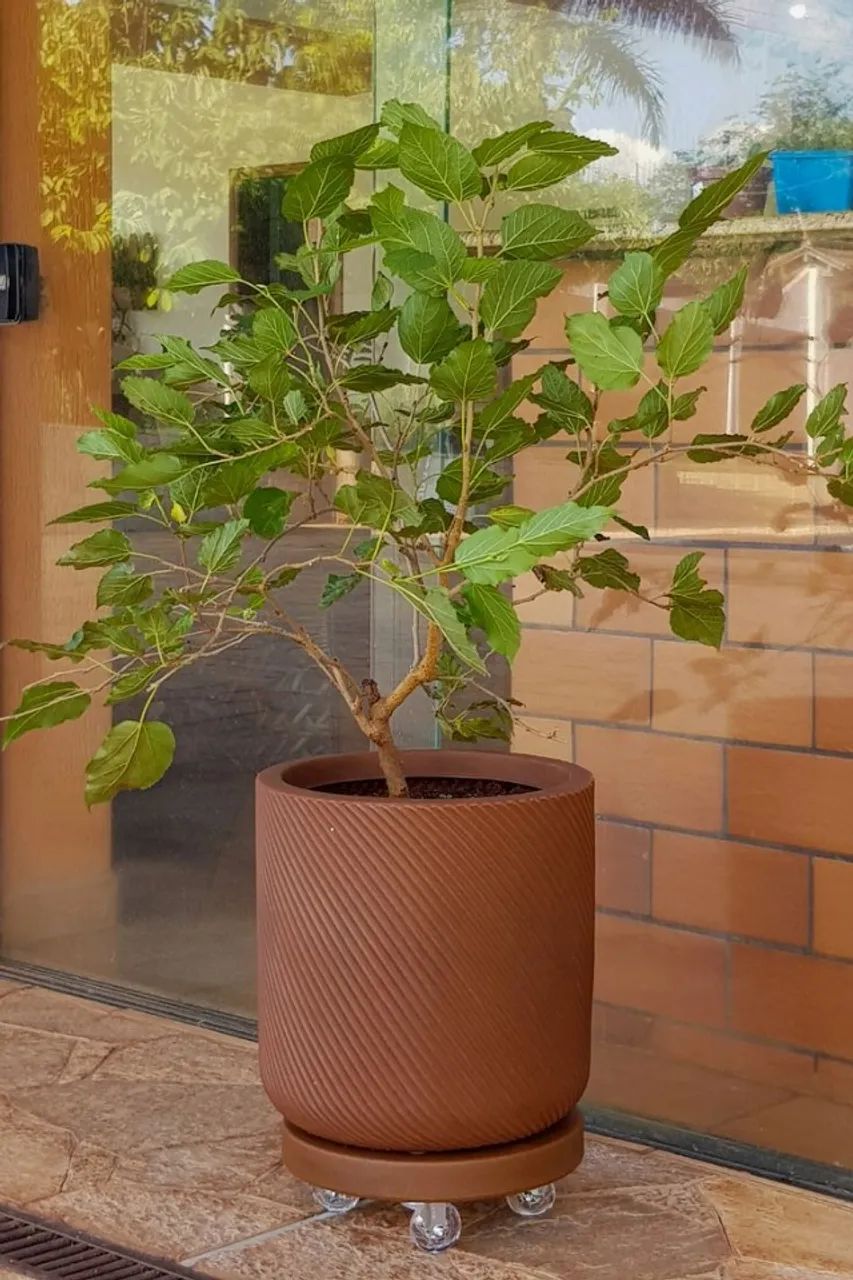 Muda de Amora já produzindo - pode plantar em vaso - Foto 4
