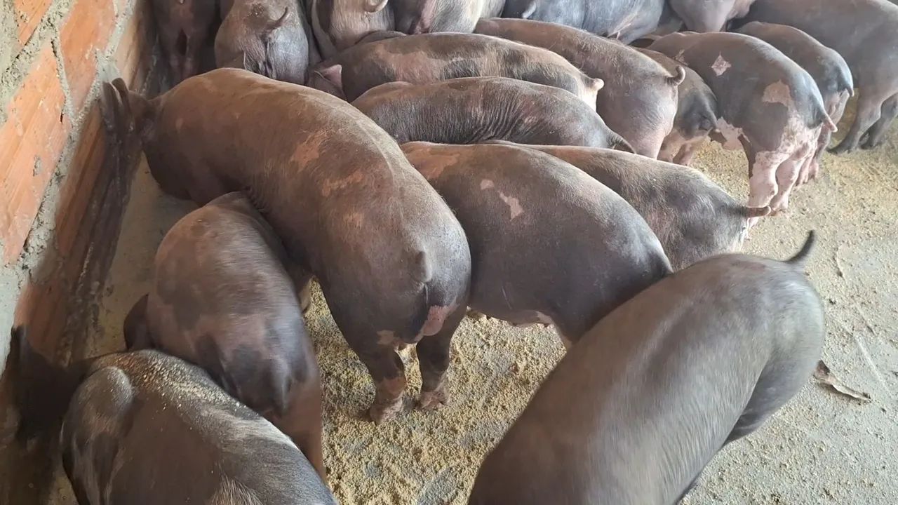 Leitoada pietrã  - Foto 4