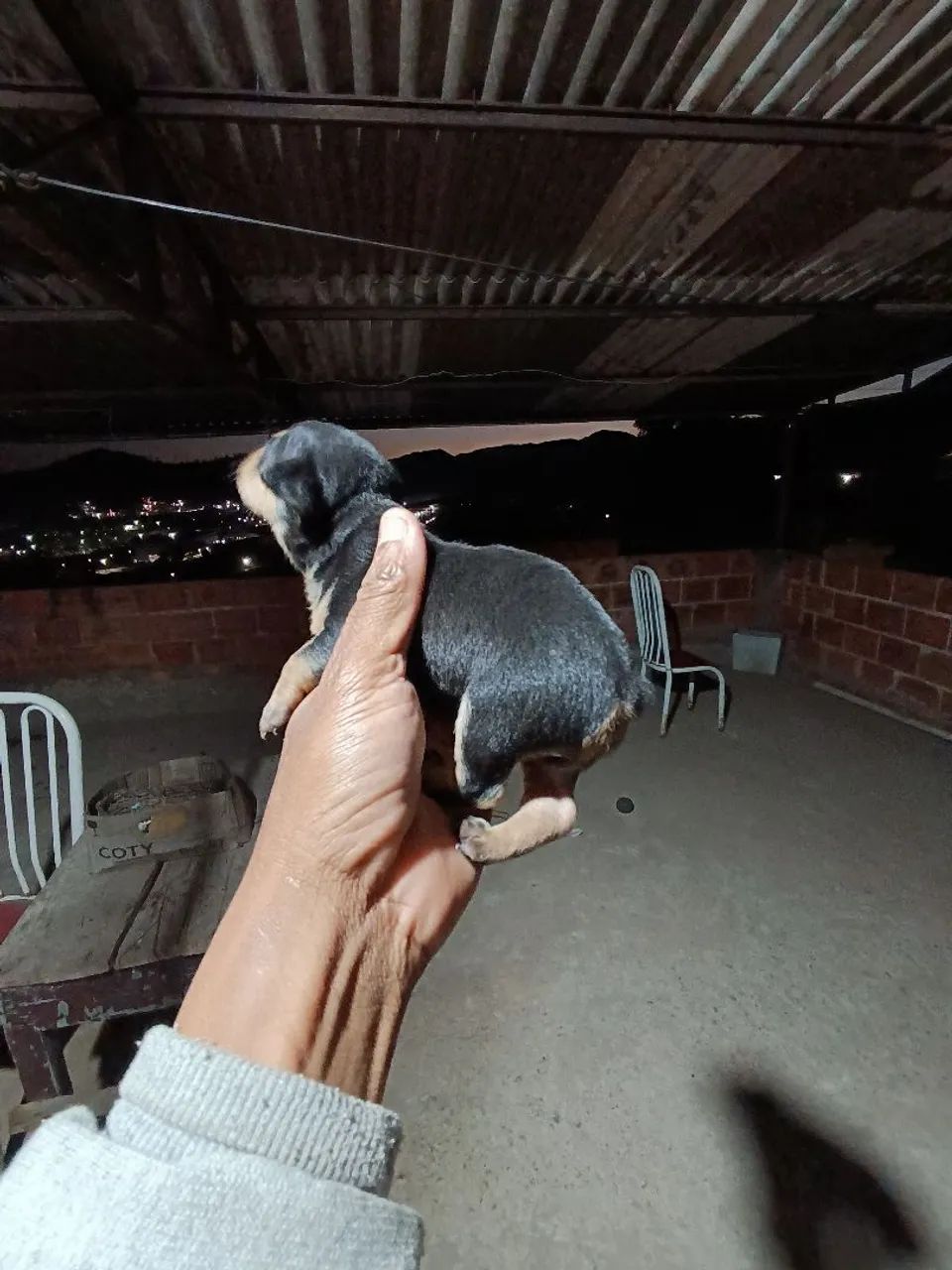 Pinscher macho  - Foto 2